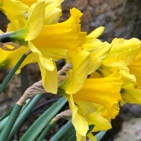Tamara Daffodil (Narcissus Tamara) Img 3